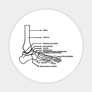 Foot anatomy skeletal system Magnet